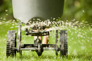 a seed spreader bucket on wheels throws grass seed over a lawn