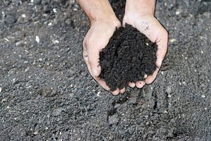 looking down on a pair of cupped hands holding healthy and dark soil