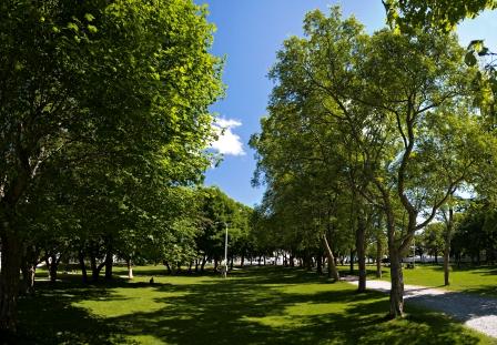 Trees in Bannerman Park