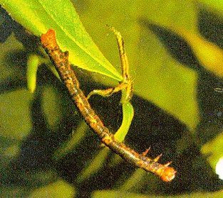 Elm Spanworm (Inch Worm)