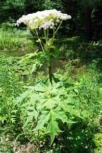 Giant Hogweed plant