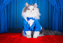Cat in a blue tuxedo on the red carpet