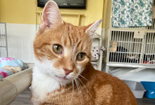 A orange and white cat at the Humane Services Animal Shelter
