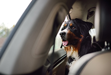 Image of a dog in the back seat of a vehicle, looking out the window.