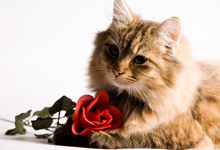 Cat with Rose