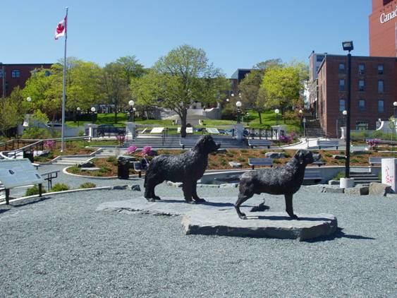 Newfoundland Dogs at Harbourside Park