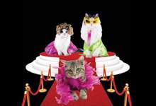Fancy cats on a red carpet