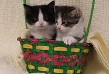 Bannikin and Mauzy are two adoptable kittens at the Humane Services Shelter