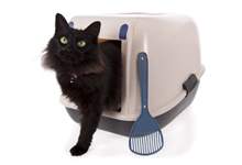Cat stepping out of litter box