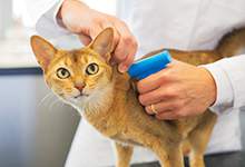 Cat microchip at vet