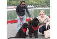 Dockside welcome - two Newfoundland dogs great a passenger from a cruise ship visit