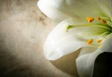 image of a white Easter Lilly