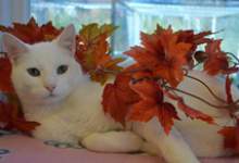 white cat in the fall leaves
