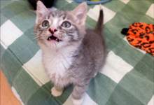 Kitten available for adoption at Humane Services Shelter