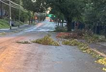 tree branches on Lemarchant Road blocking a driving lane