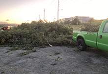 Image of a pile of tree debris in a gravel parking lot.