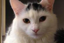 Libby the cat for adoption at humane services