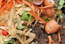 compostable material: vegetable peelings from carrot and potato, some leafy green vegetable scraps and egg shells