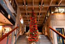 Image of a Christmas Tree at city hall