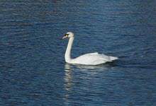 a white swan alone in blue water, at Mundy Pond in St. John's, Newfoundland and Labrador, Canada