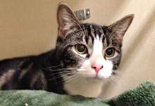 Cat named 'Bert' available for adoption