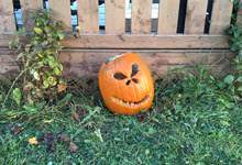 Image of a carved pumpkin in the grass next to a wooden fence.