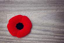 Remembrance Day red poppy on a grey background
