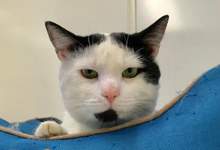 cat available for adoption at humane services