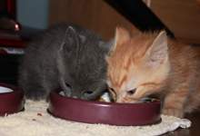 Two kittens eating food out of a dish